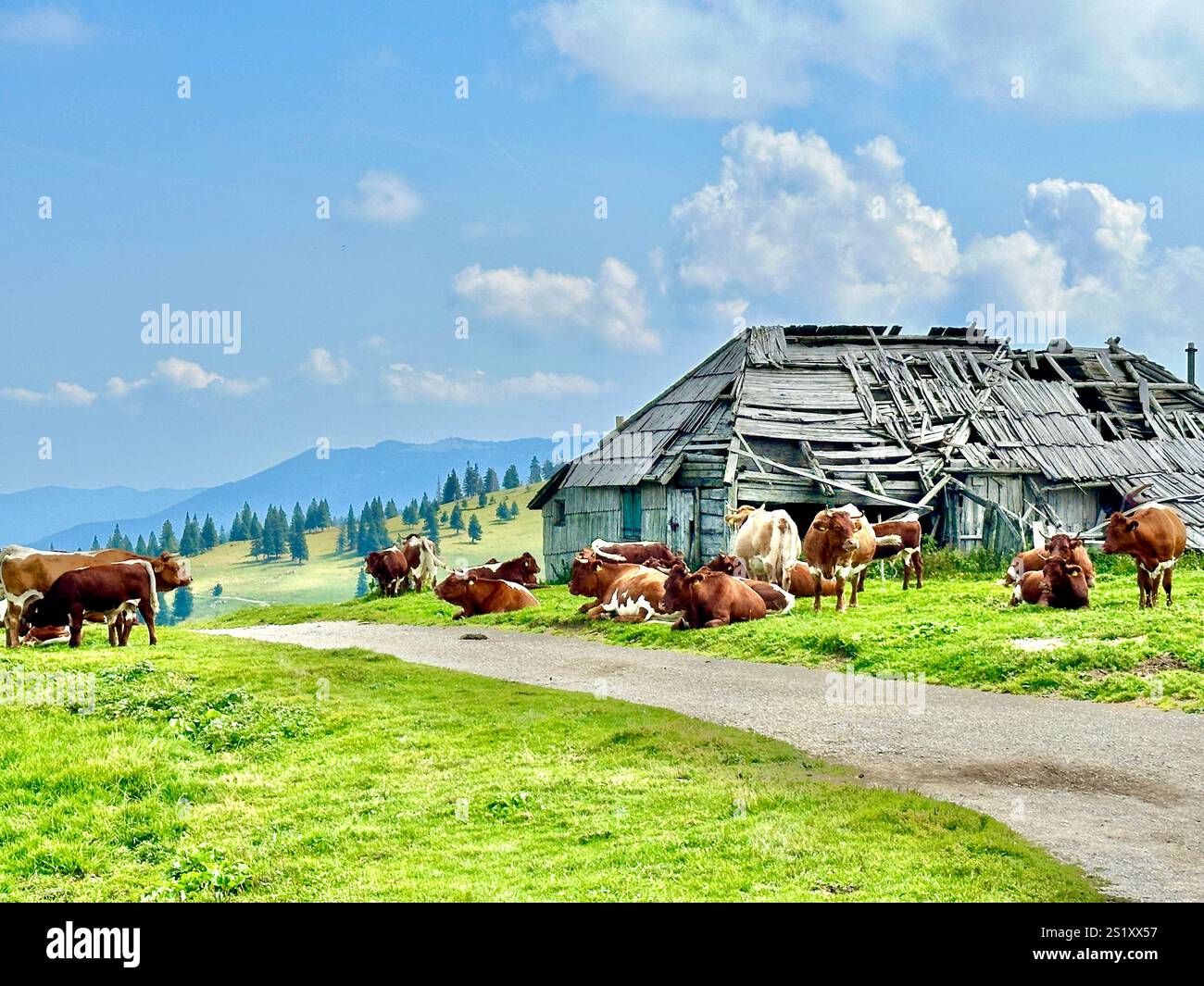 The photo captures a stunning view of the Slovenian mountains, featuring traditional skanzen houses and grazing cows. - Smartphone Captured Stock Image