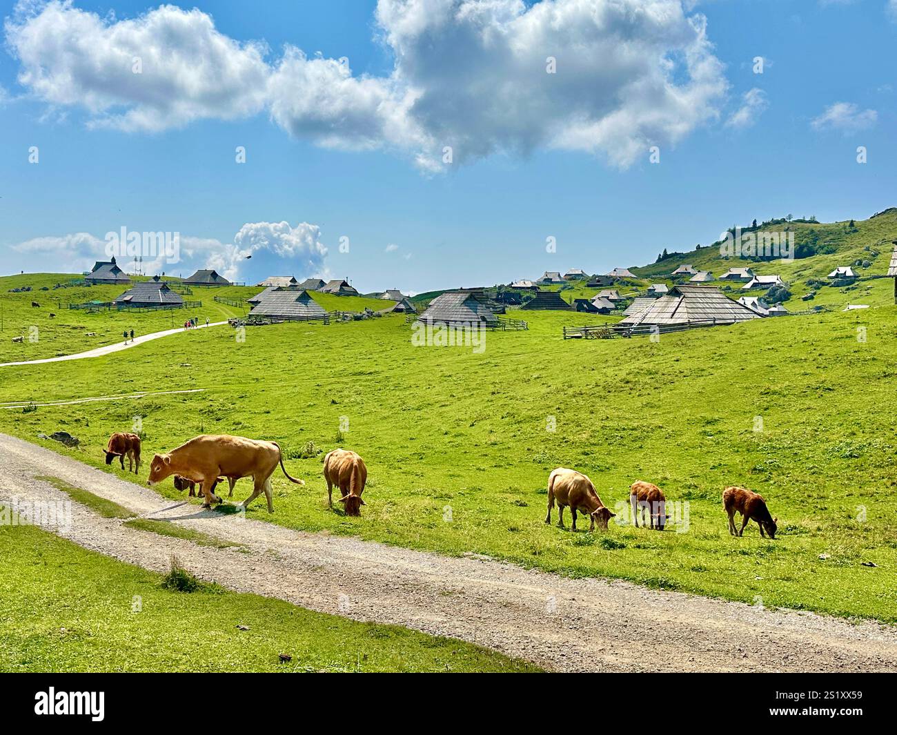 The photo captures a stunning view of the Slovenian mountains, featuring traditional skanzen houses and grazing cows. - Smartphone Captured Stock Image