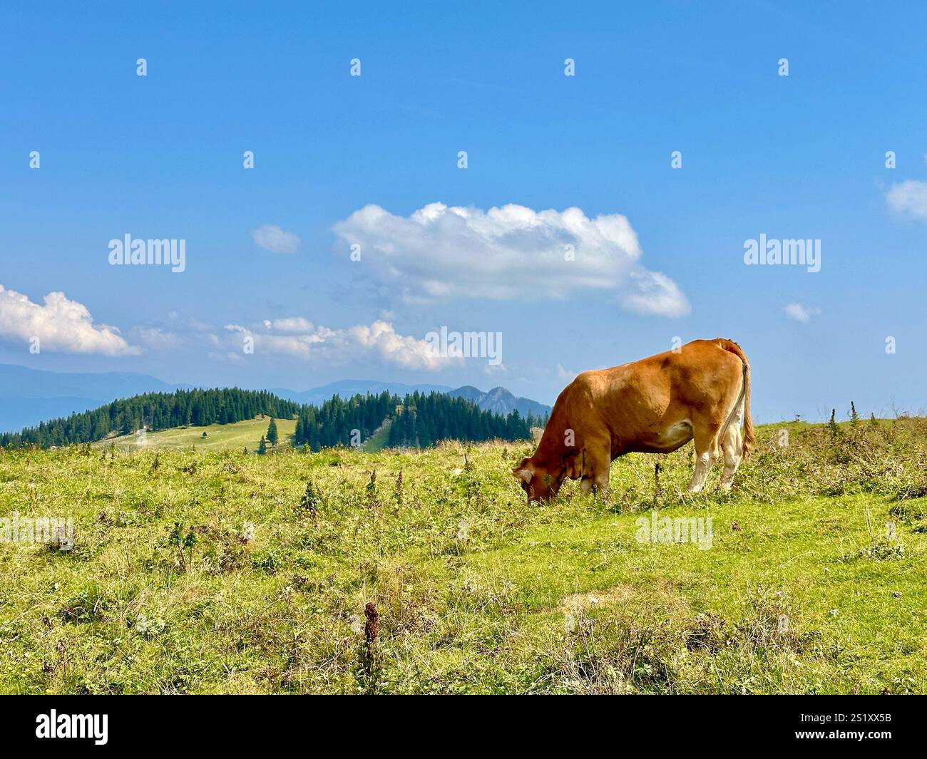 The photo captures a stunning view of the Slovenian mountains, featuring traditional skanzen houses and grazing cows. - Smartphone Captured Stock Image