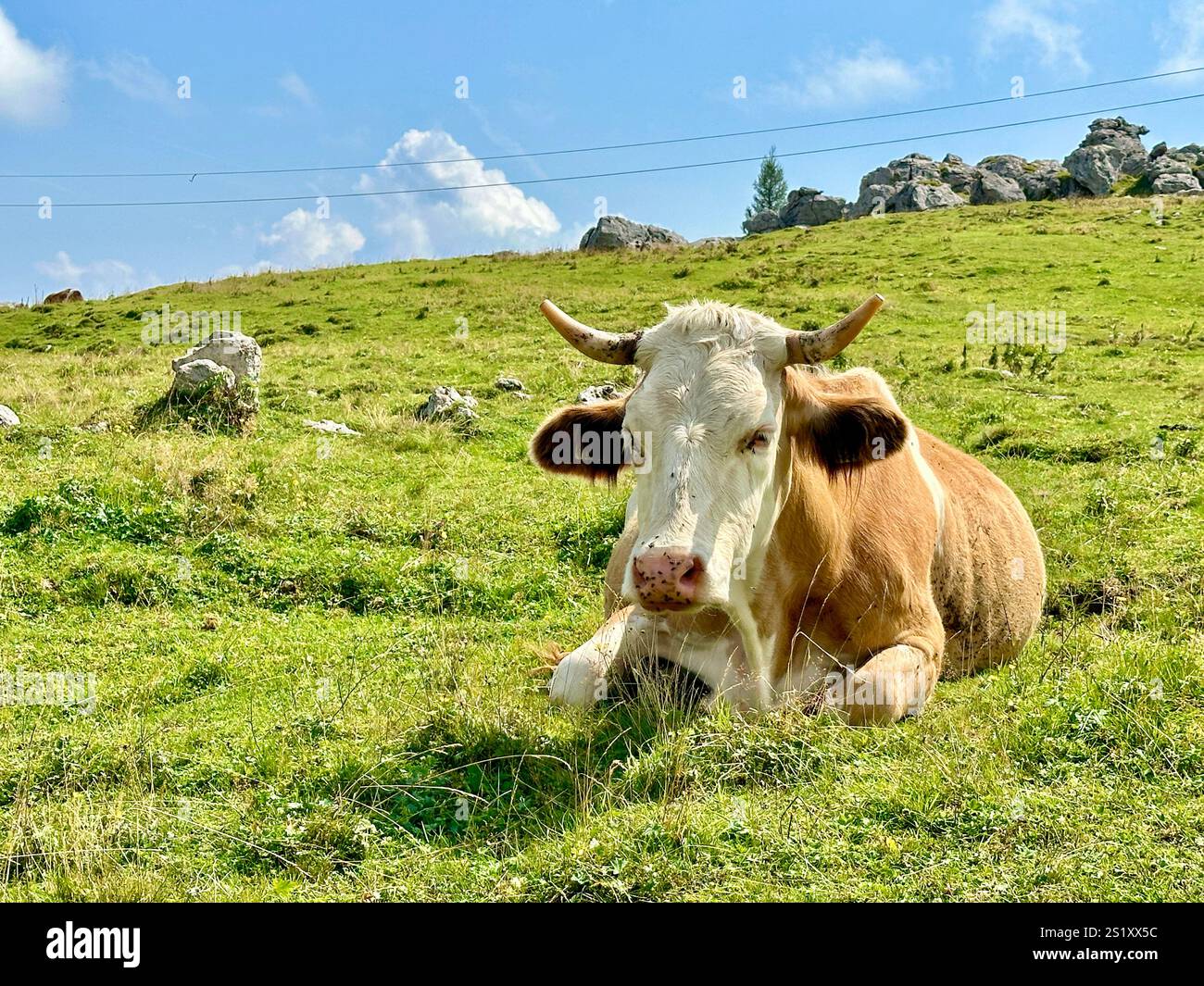 The photo captures a stunning view of the Slovenian mountains, featuring traditional skanzen houses and grazing cows. - Smartphone Captured Stock Image