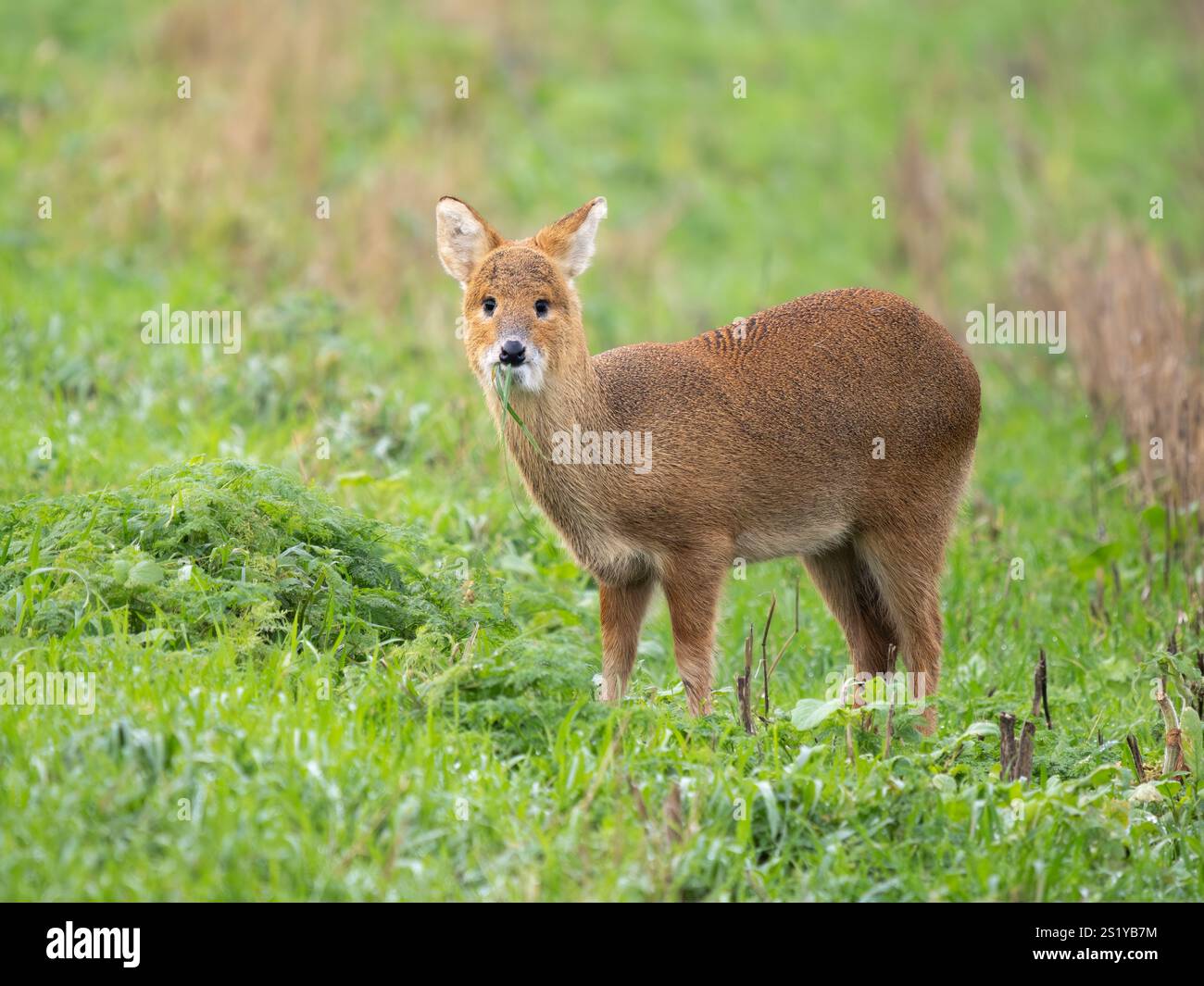 Chinese Water Deer (Hydropotes inermis) - probably an immature - in agricultural field, Cambridgeshire, England, UK Stock Photo