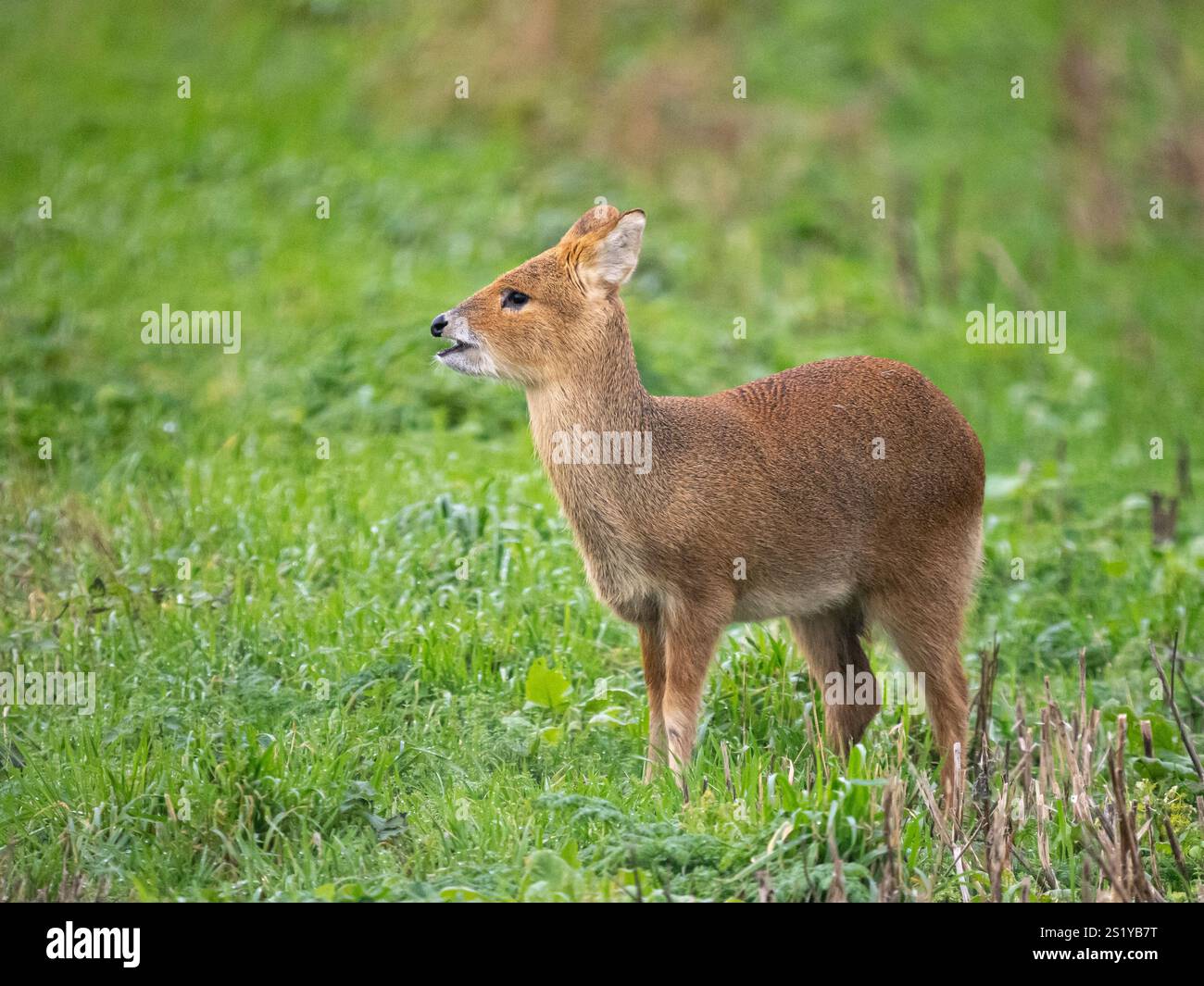 Chinese Water Deer (Hydropotes inermis) - probably an immature - in agricultural field, Cambridgeshire, England, UK Stock Photo