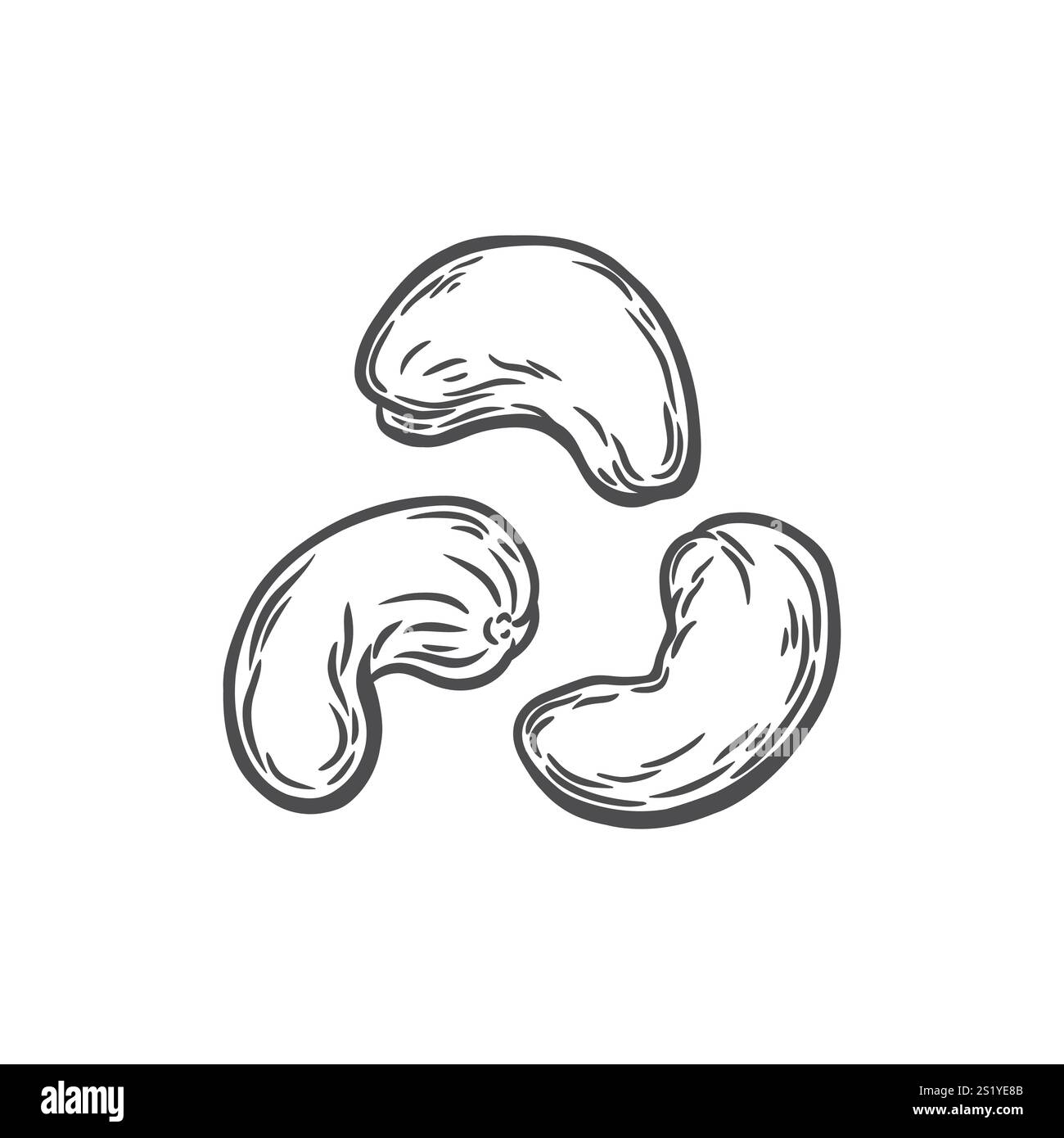 Cashew nuts in engraving style Stock Vector