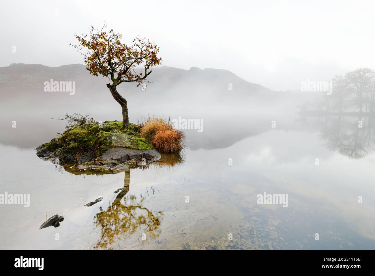 A misty view of a lone tree on a small island at Rydal Water in the ...