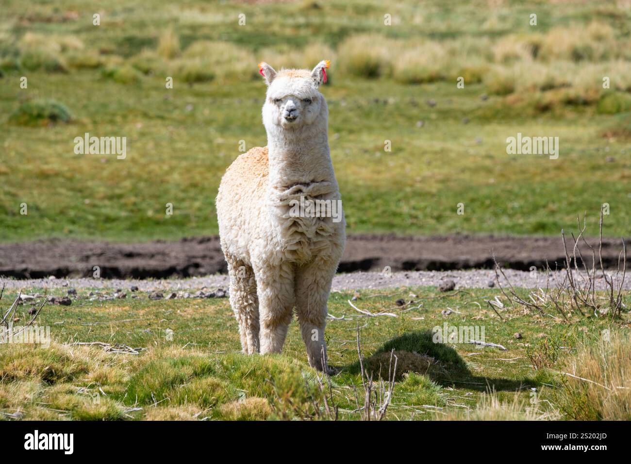 Fauna chile hi-res stock photography and images - Alamy