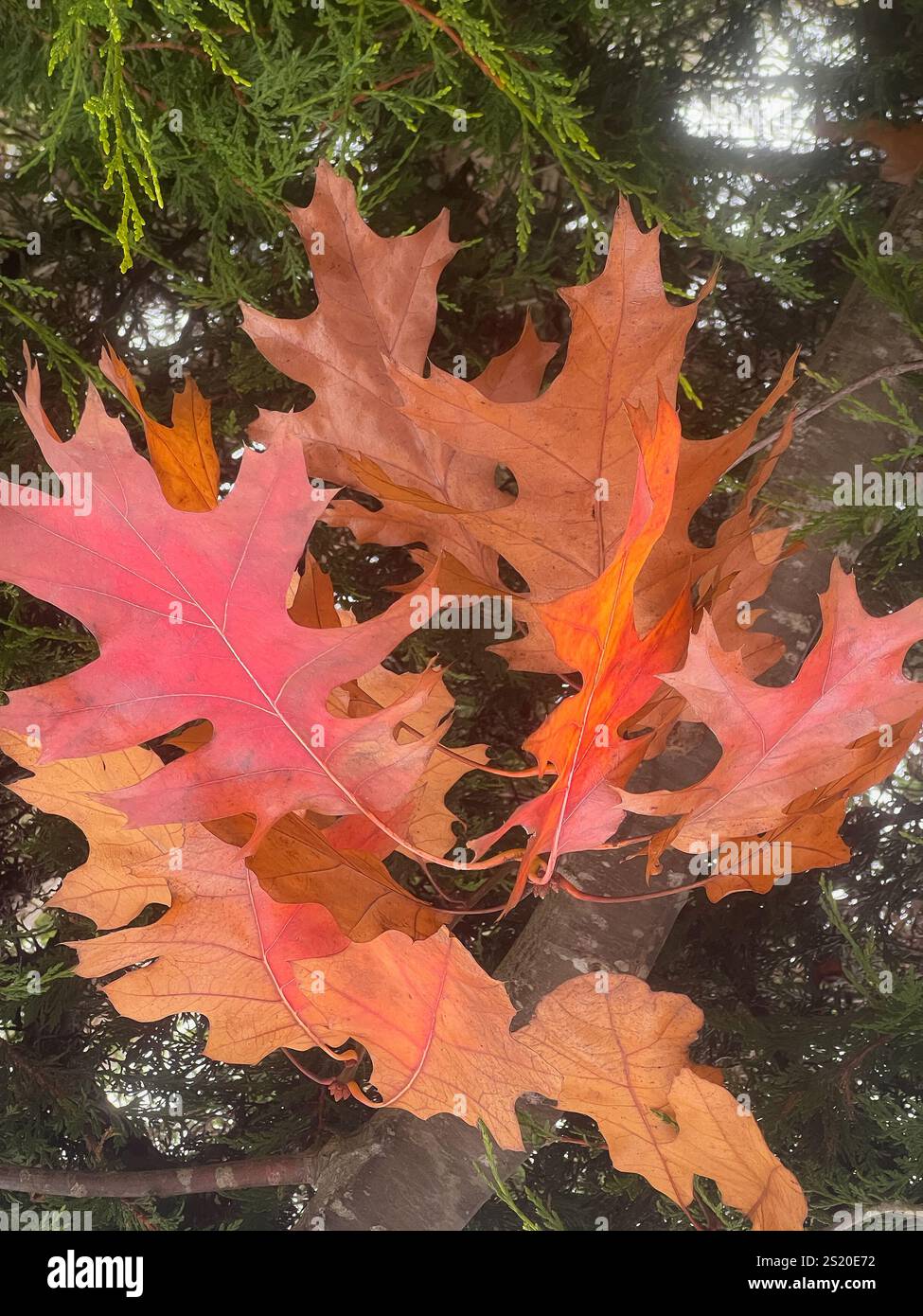 Large leaves of a Northern Red Oak in the fall in the UK. - Smartphone Captured Stock Image