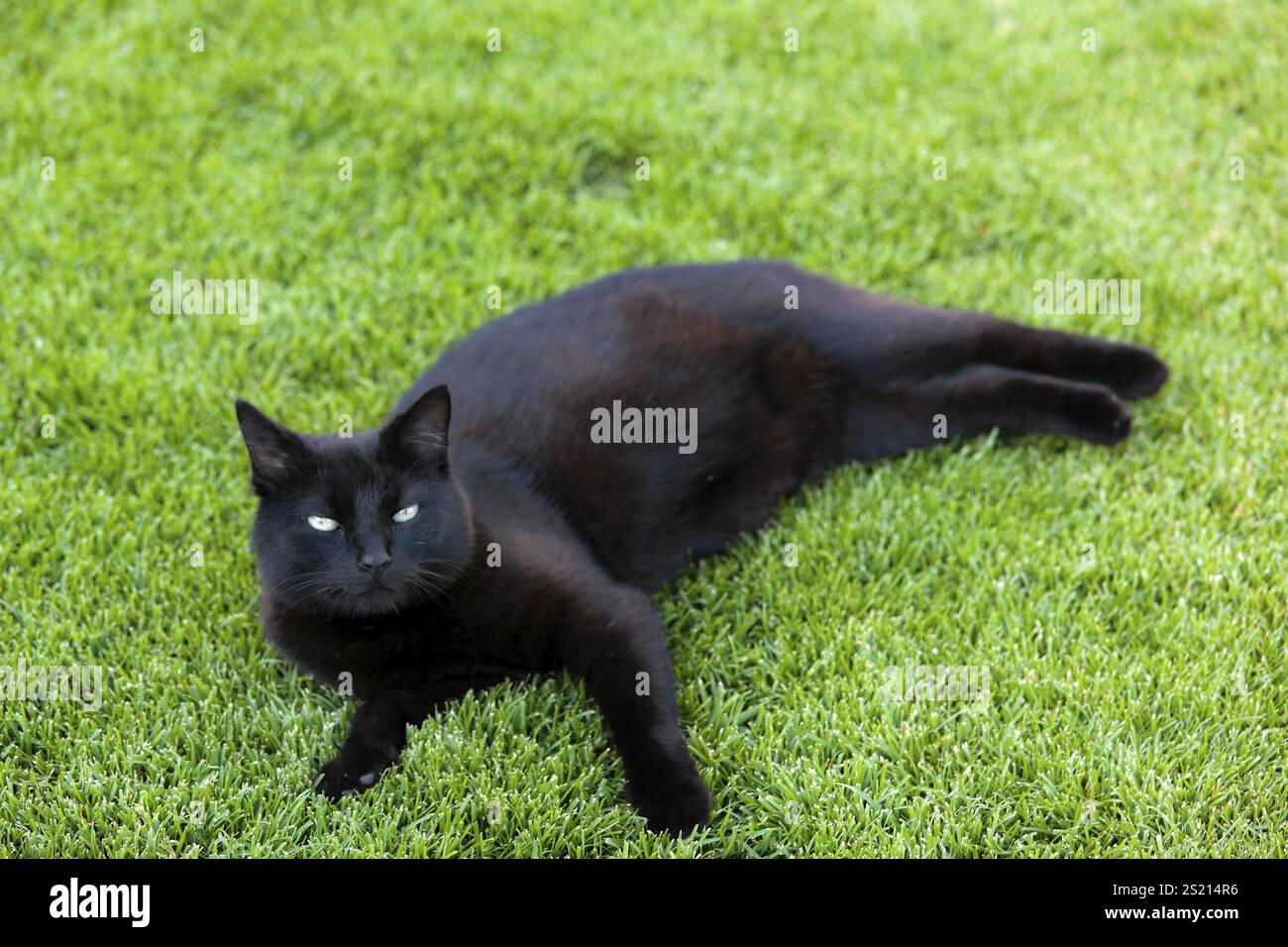 Black cat lying on grass hi-res stock photography and images - Alamy