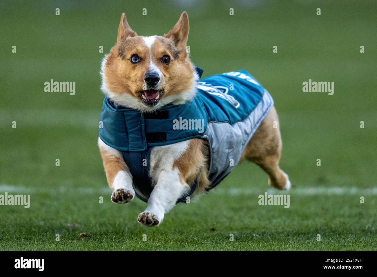 Corgi Races Nfl Auggie, the corgi, runs in the Corgi Races at halftime during the NFL ...