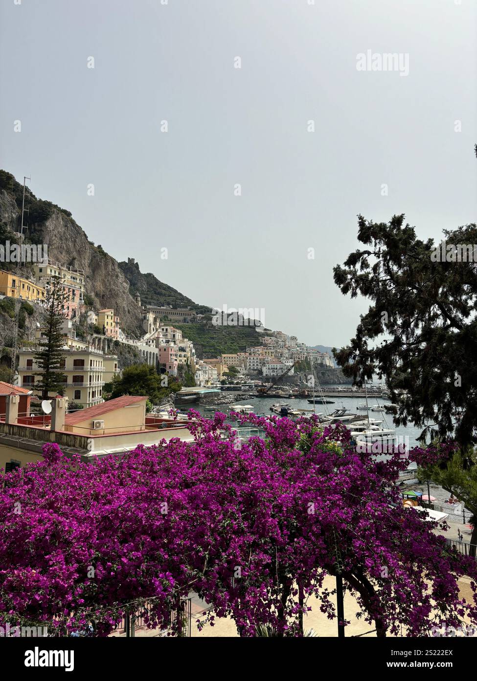 Vibrant bougainvillea in full bloom frames a picturesque view of the Amalfi Coast, showcasing the colorful hillside buildings and harbor of Amalfi. - Smartphone Captured Stock Image