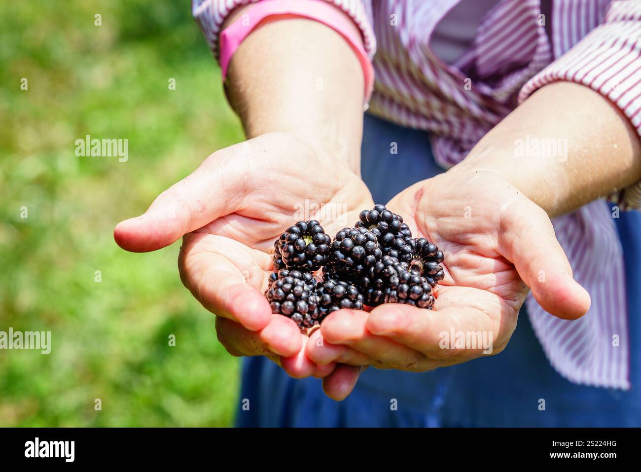 Close-up image of woman's hand holding freshly picked blackberries Stock Photo