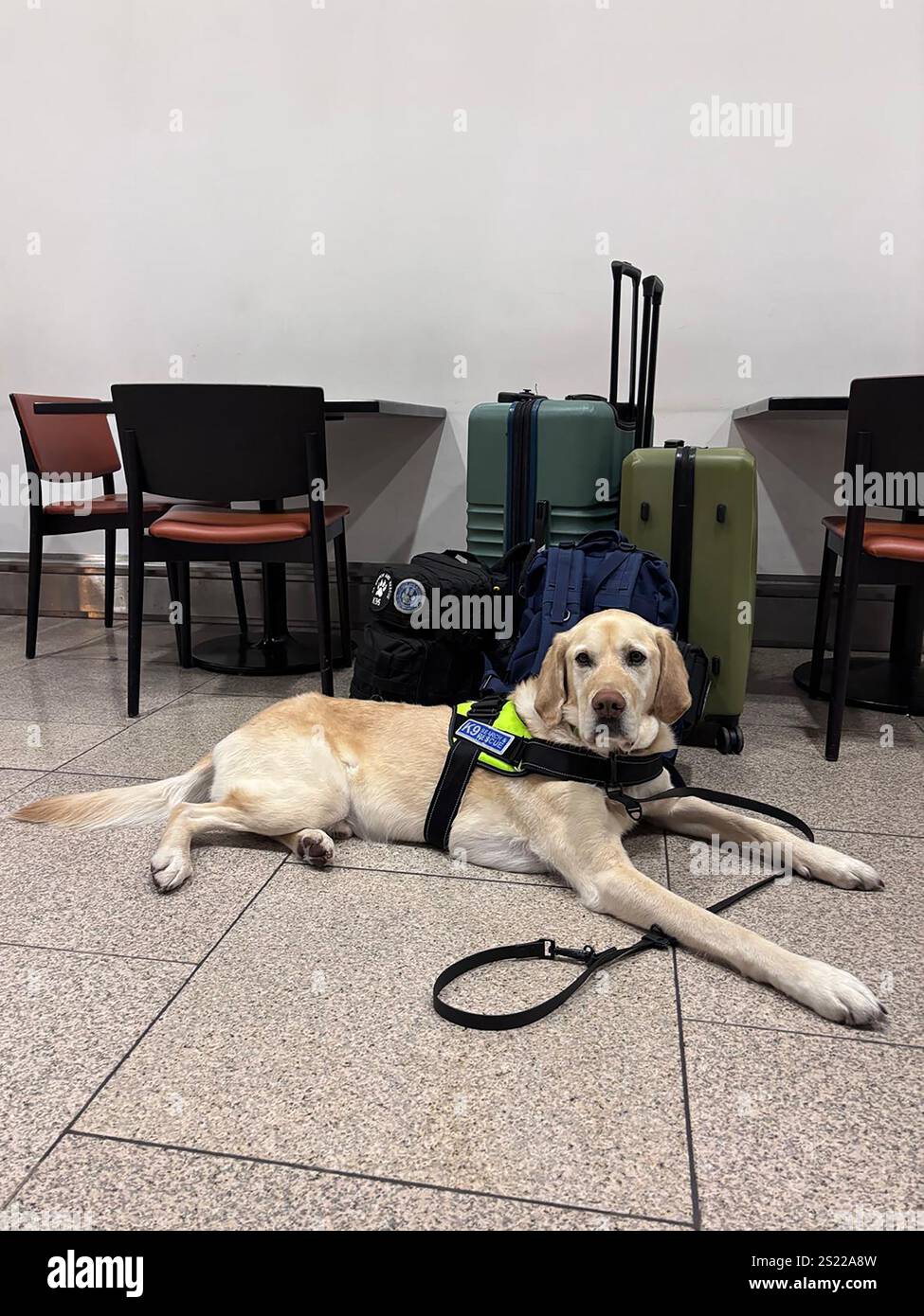 Rocko, a victim recovery and live air scenting dog with K9 Search and