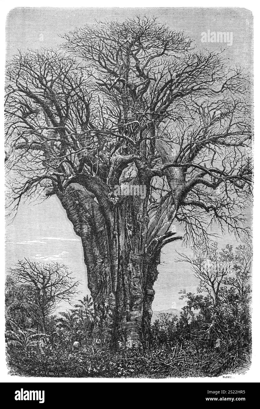 Giant African Baobab, Adansonia sp, aka the Monkey-bread Tree or Upside Down Tree, Mohéli, aka Mwali, in the Comoros Islands. Vintage or Historic Engraving or Illustration 1864 Stock Photo