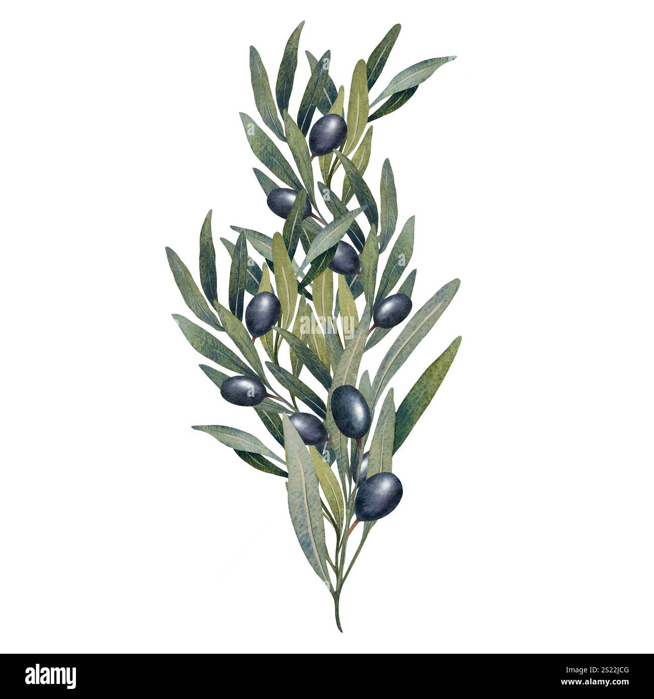 Hand drawn watercolor olive branch with green leaves and black olives ...