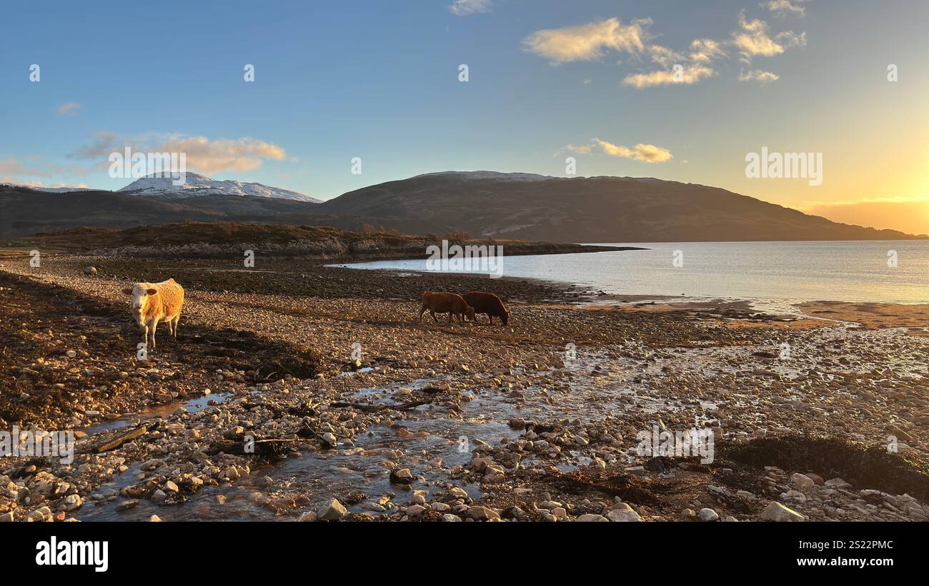 Cows on the beach in Scotland. Cuil Bay, Scottish Highlands - Smartphone Captured Stock Image
