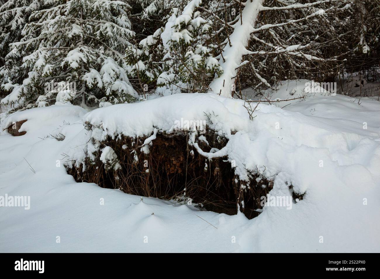 Snowy Tree Roots Exposed roots of a fallen tree in the snow Stock Photo - Alamy