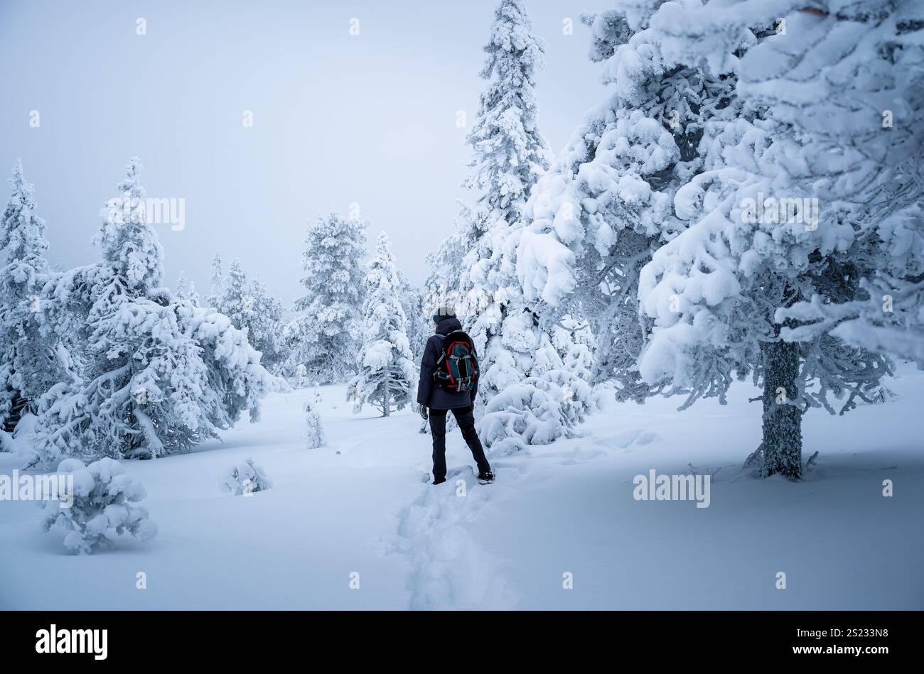 Man Wearing Winter Gear Hiking Through A Snow Covered Forest Stock