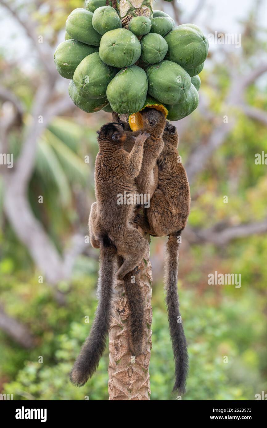 Brown lemurs (makis) on a papaya tree in Mayotte, showcasing natural behavior and vibrant wildlife in the Indian Ocean. Stock Photo