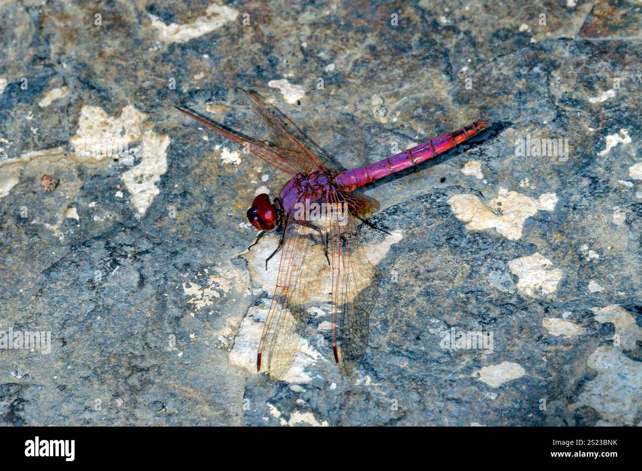 Violet dropwing (Trithemis annulata), a beautiful dragonfly from Lake Natron, Tanzania. Stock Photo