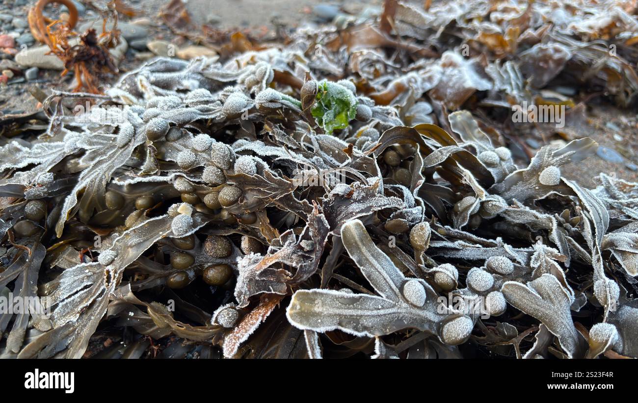 Frozen sea weed on a Scottish Beach. Loch Linnhi in the Scottish Highlands on a frosty morning - Smartphone Captured Stock Image