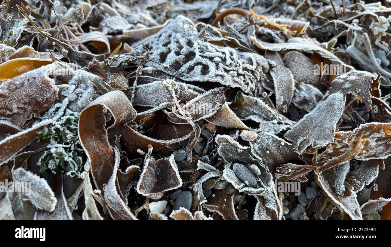 Frozen sea weed on a Scottish Beach. Loch Linnhi in the Scottish Highlands on a frosty morning - Smartphone Captured Stock Image