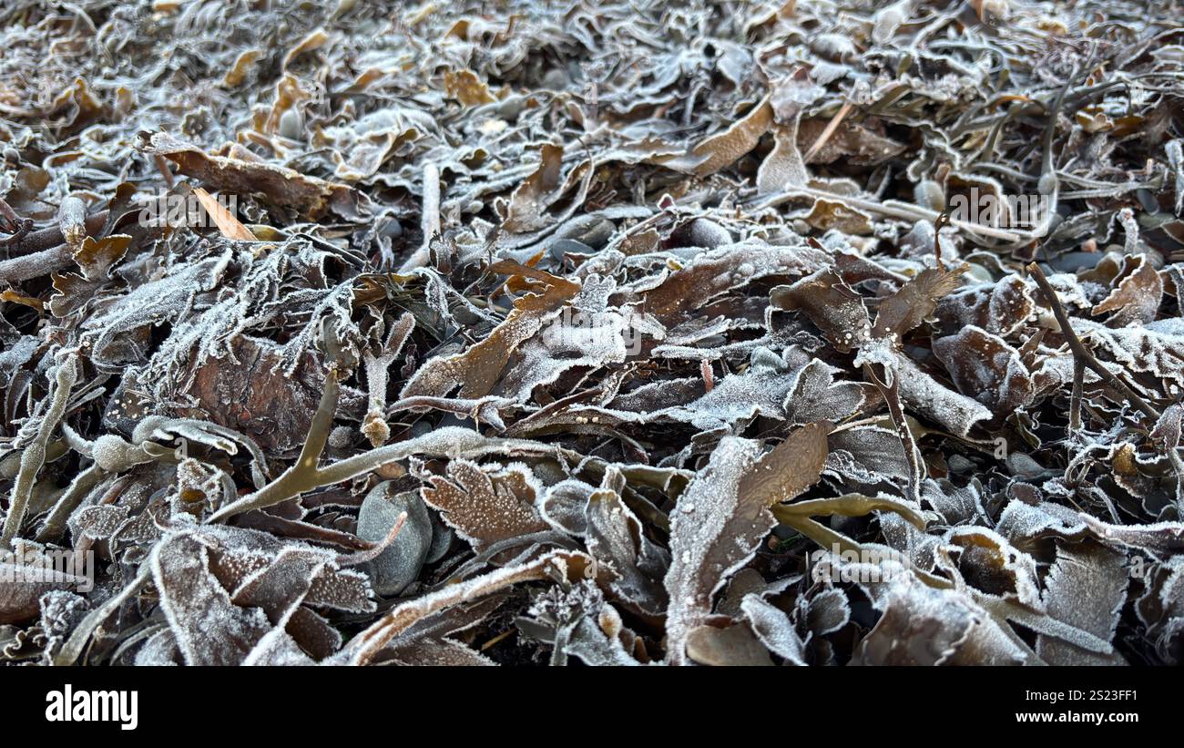 Frozen sea weed on a Scottish Beach. Loch Linnhi in the Scottish Highlands on a frosty morning - Smartphone Captured Stock Image