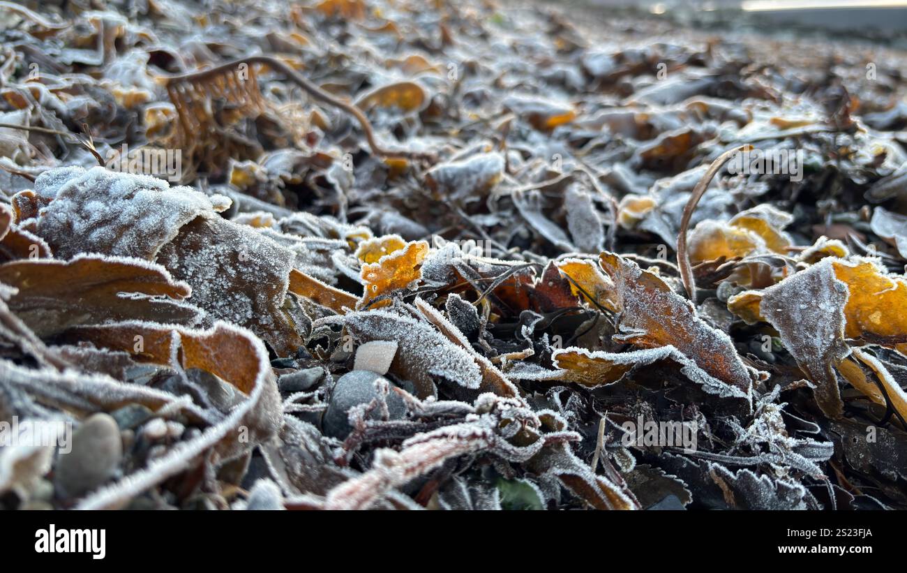 Frozen sea weed on a Scottish Beach. Loch Linnhi in the Scottish Highlands on a frosty morning - Smartphone Captured Stock Image