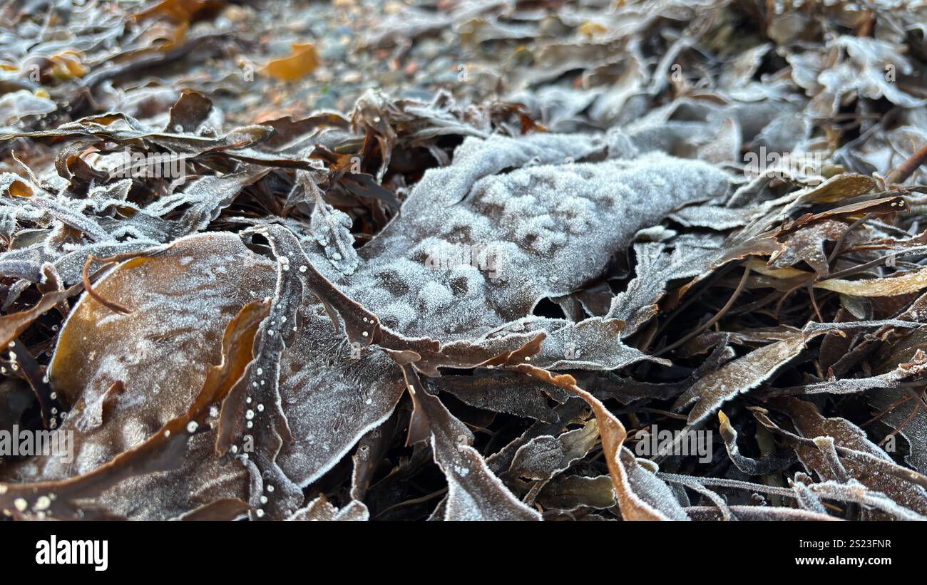 Frozen sea weed on a Scottish Beach. Loch Linnhi in the Scottish Highlands on a frosty morning - Smartphone Captured Stock Image