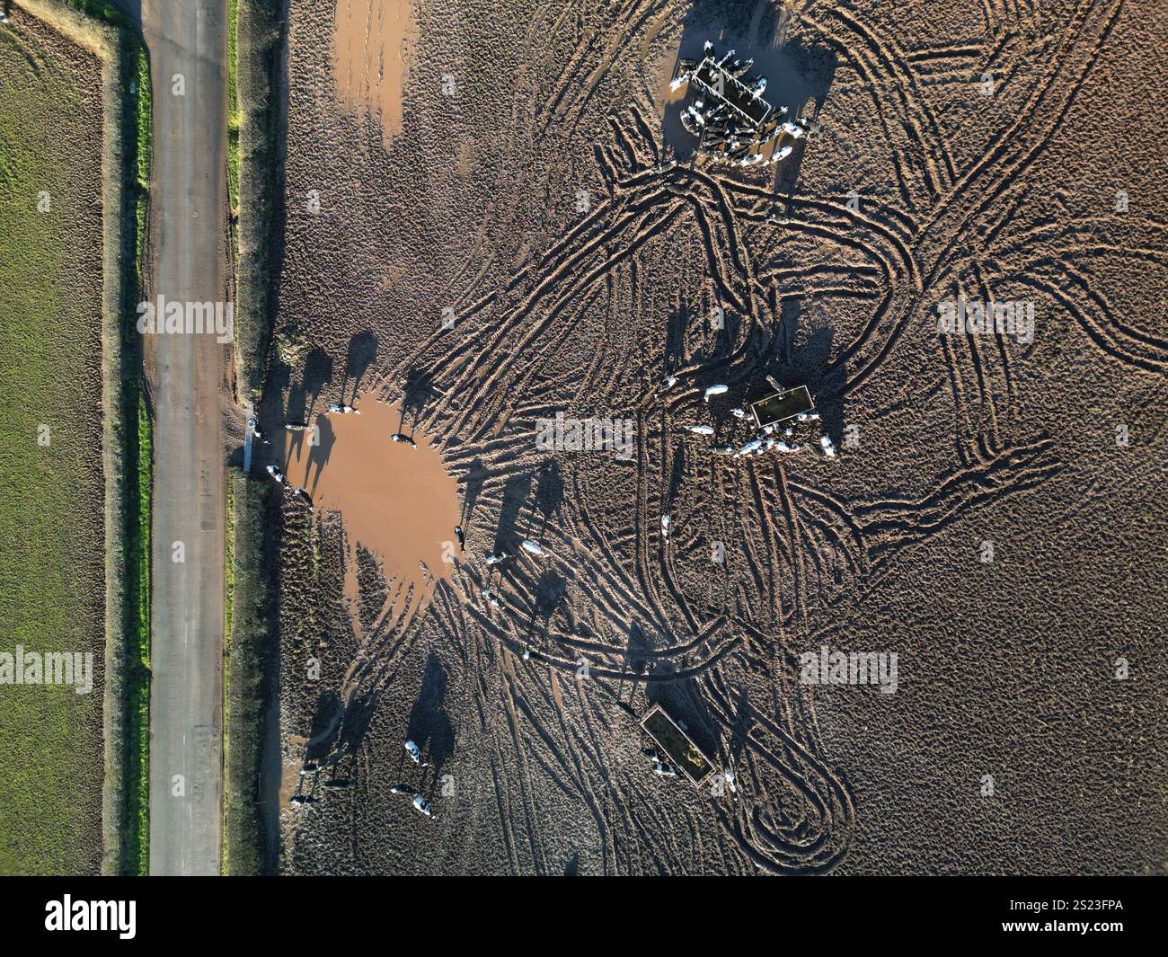 Aerial drone view of cattle feeding from food troughs in a muddy field ...