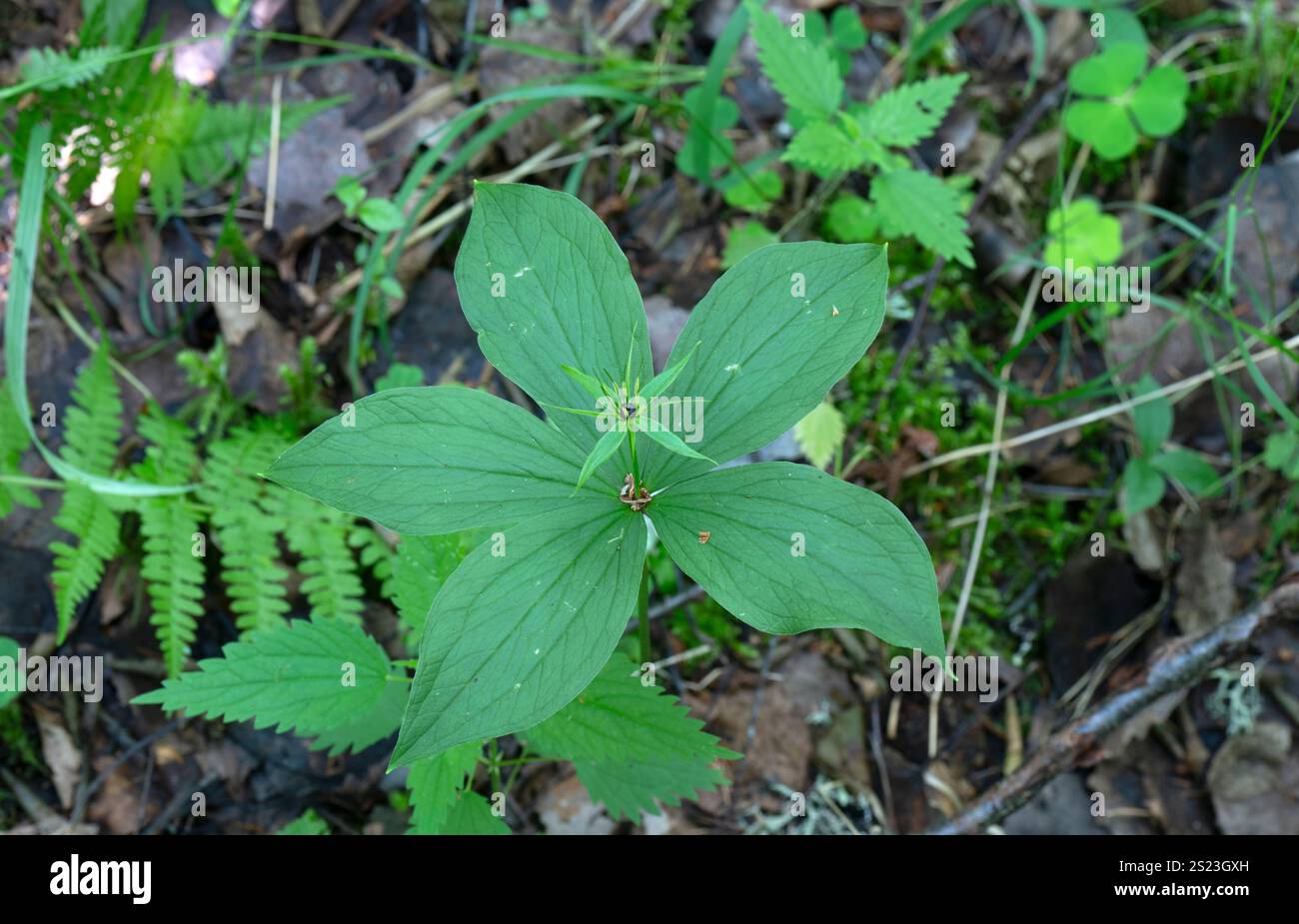 Herb Paris: Paris quadrifolia. 5 leaved form. Estonia. Stock Photo