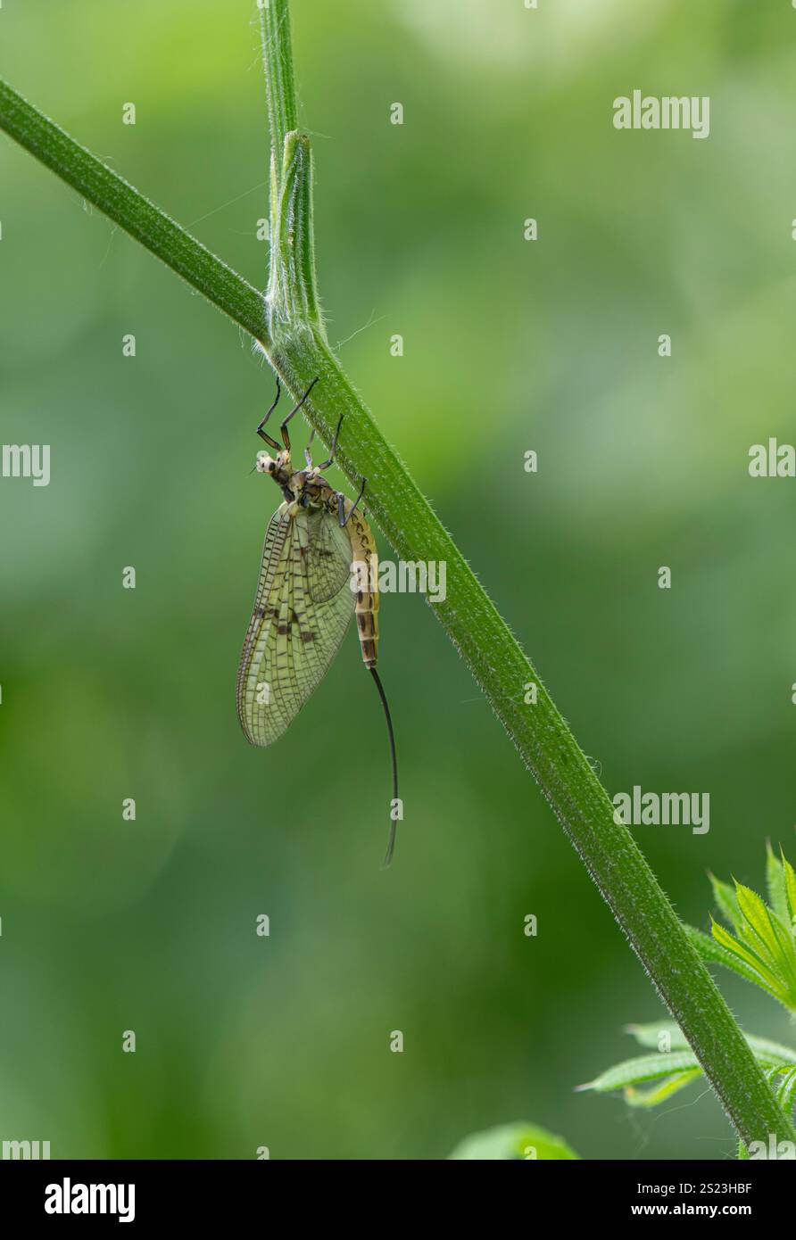 Mayfly: Ephemera danica. Surrey, UK Stock Photo