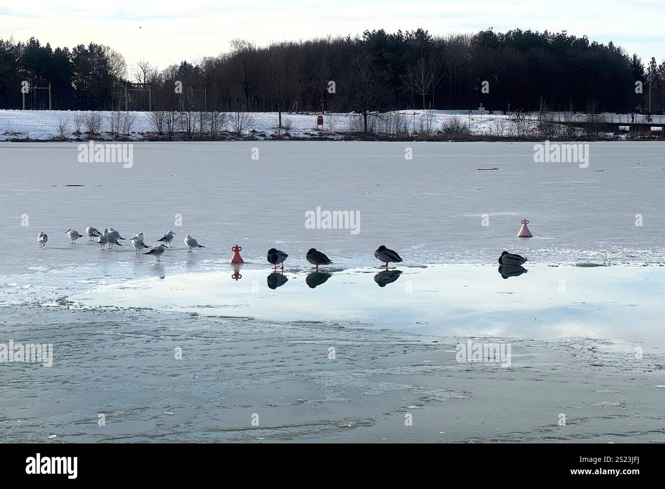 Eisplattemeisschollen hi-res stock photography and images - Alamy