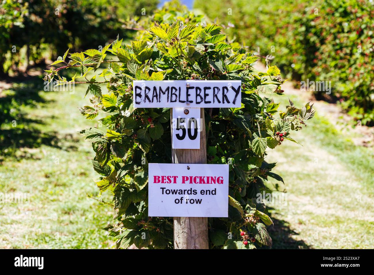 Fruit Grower in Stanley Australia Stock Photo