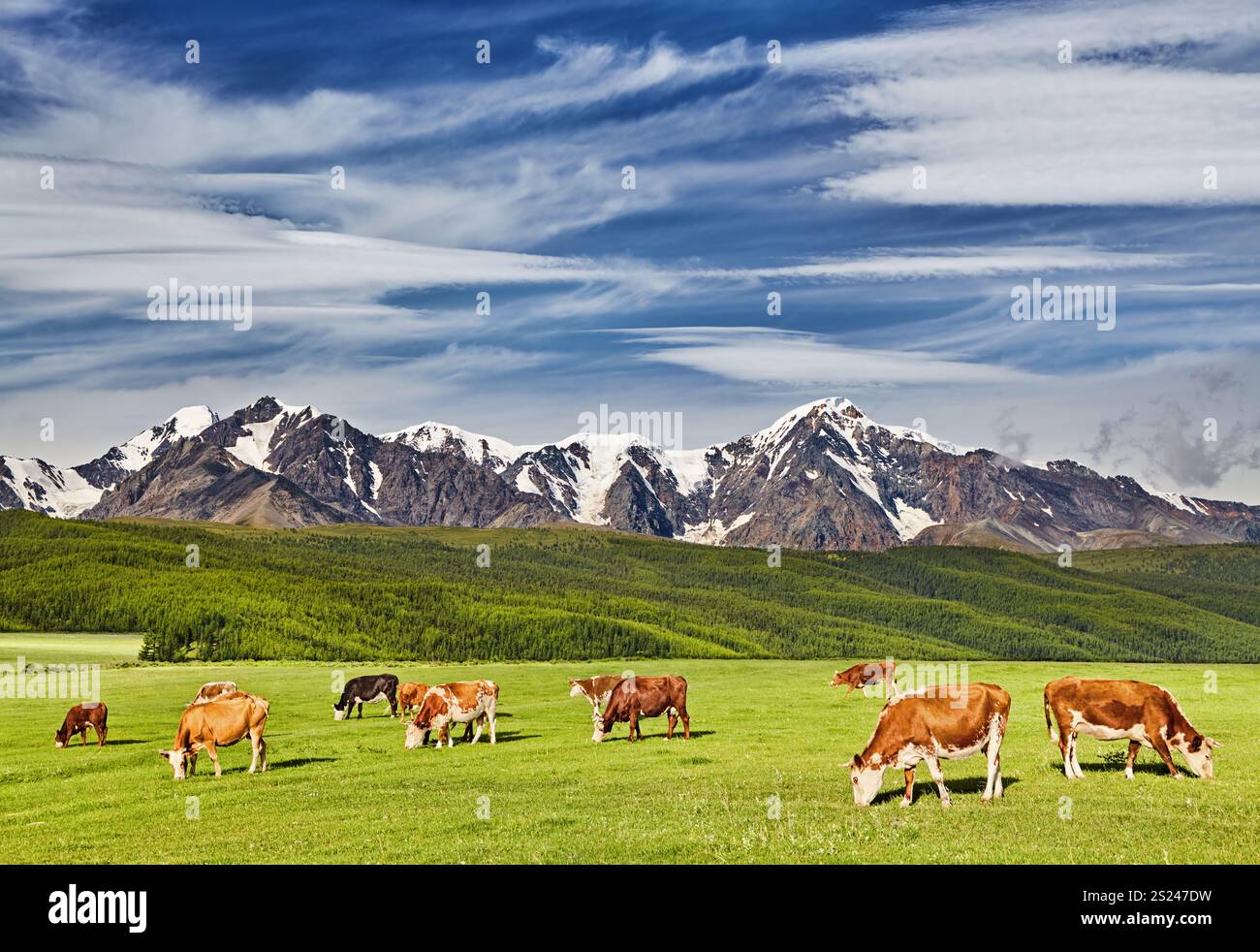 Pastoral landscape with grazing cows and snowy mountains Stock Photo ...