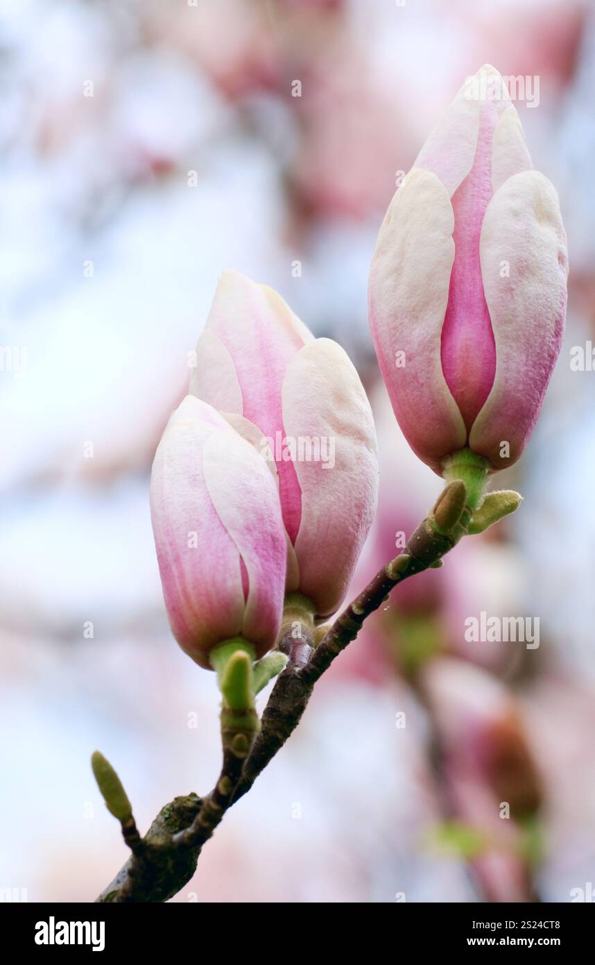 Big flower buds of magnolia-tree (on blossom tree background ...