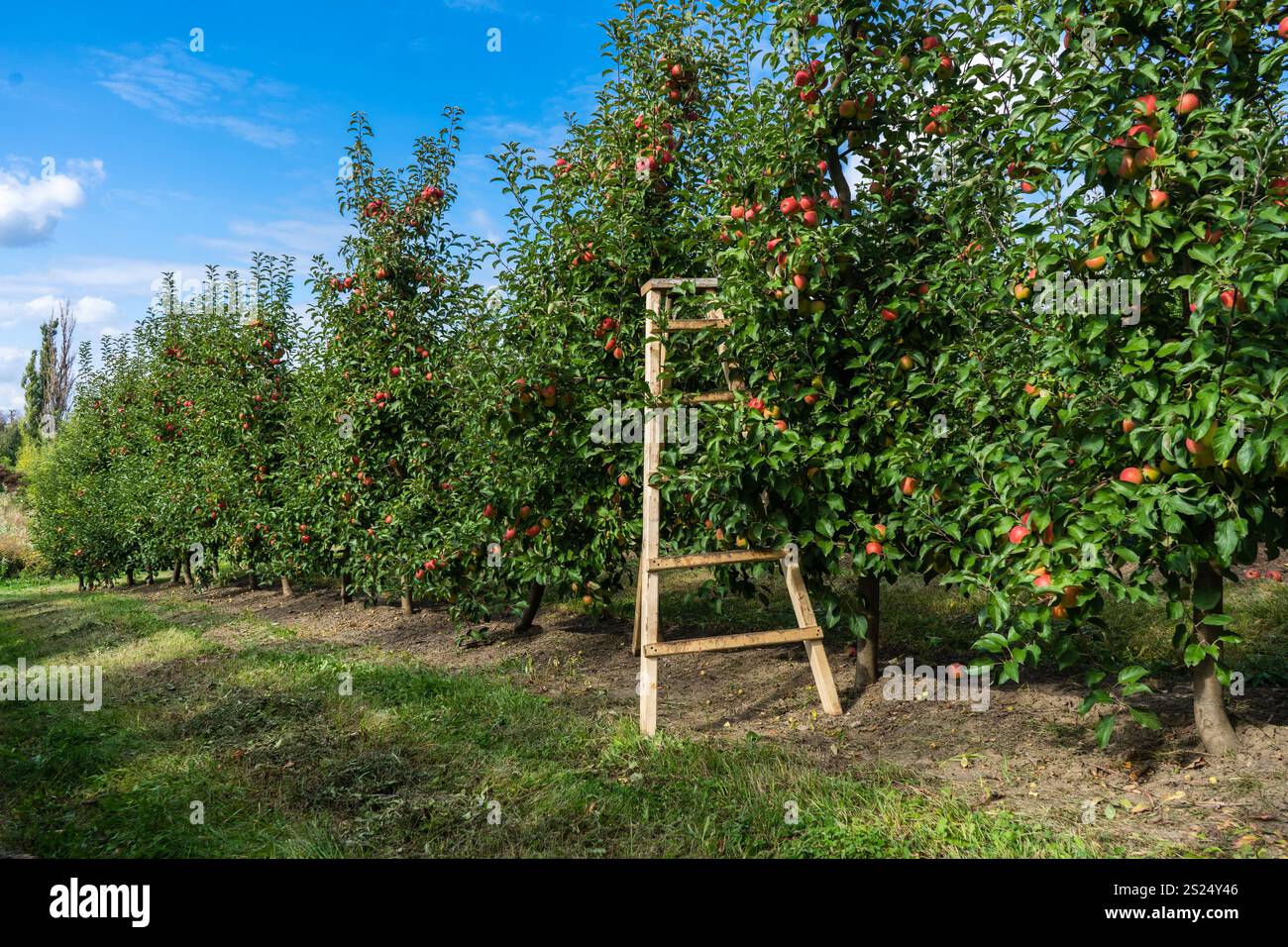 Shiny delicious apples hanging from a tree branch in an apple orchard ...