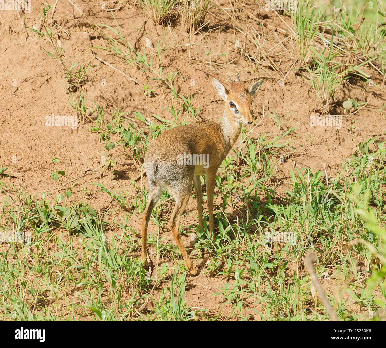 Koylak kiygan tola ayollar