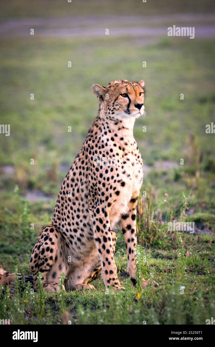 Cheetah (Acinonyx jubatus) is the world's fastest land animal Stock ...