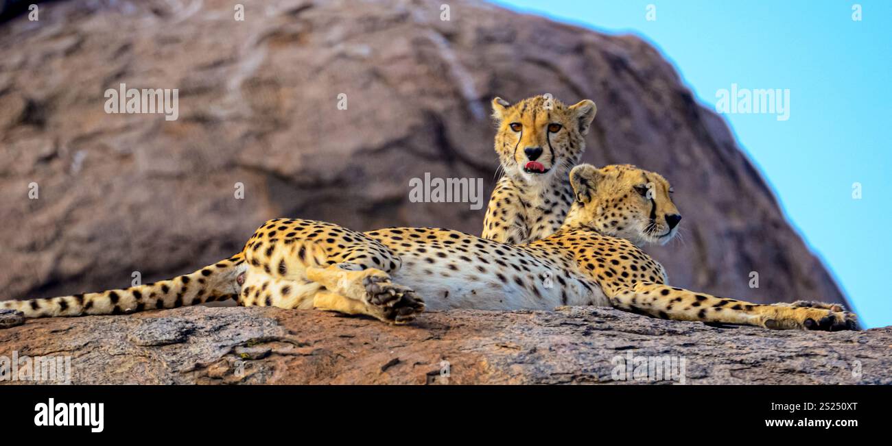 Cheetah (Acinonyx jubatus) is the world's fastest land animal Stock ...