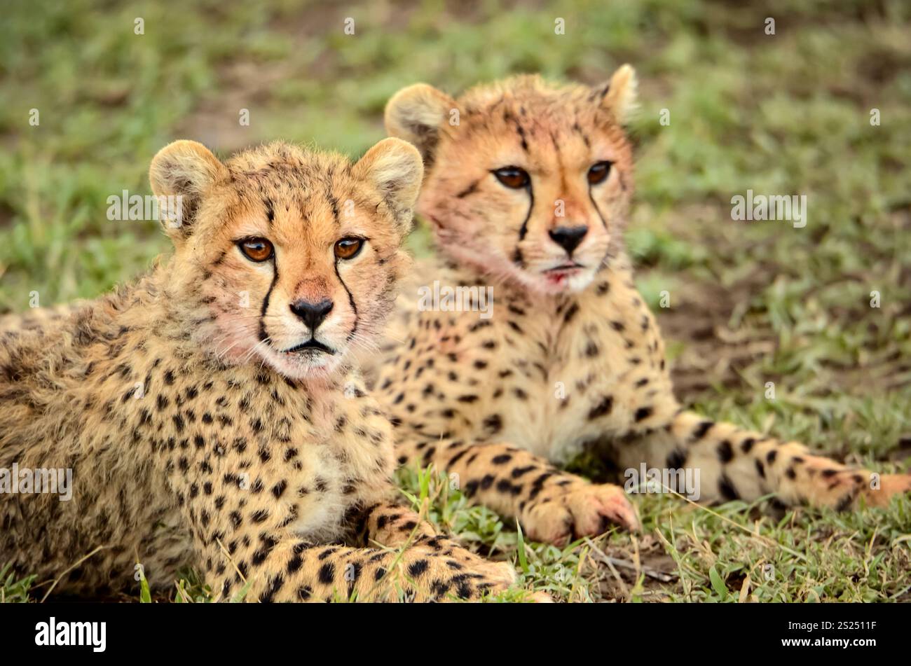 Two baby Cheetahs (Acinonyx jubatus) resting in the Serengeti, Africa Stock Photo