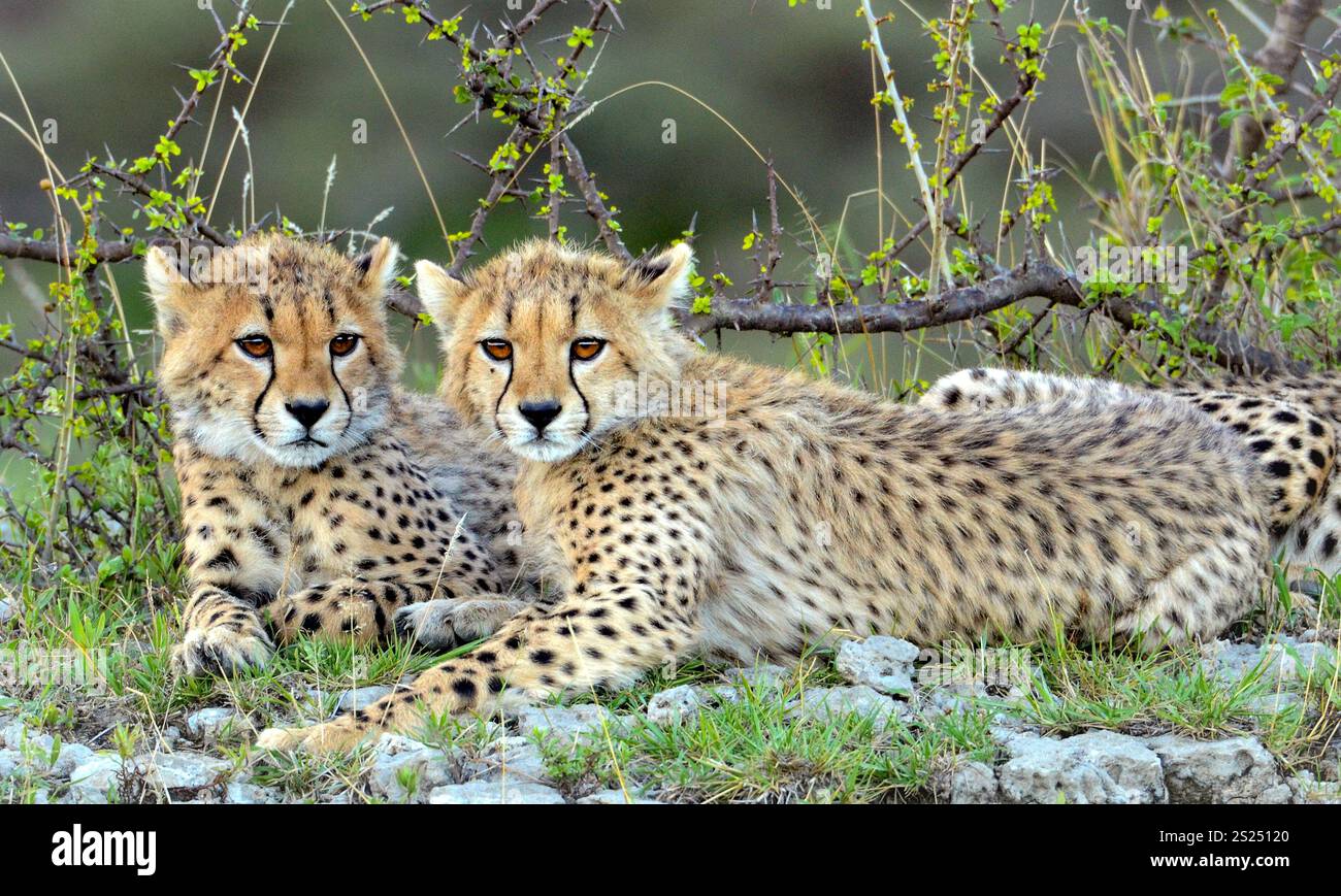 Two baby Cheetahs (Acinonyx jubatus) resting in the Serengeti, Africa Stock Photo