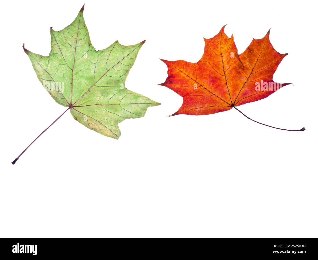 two autumn green and red maple leaves isolated on white background ...