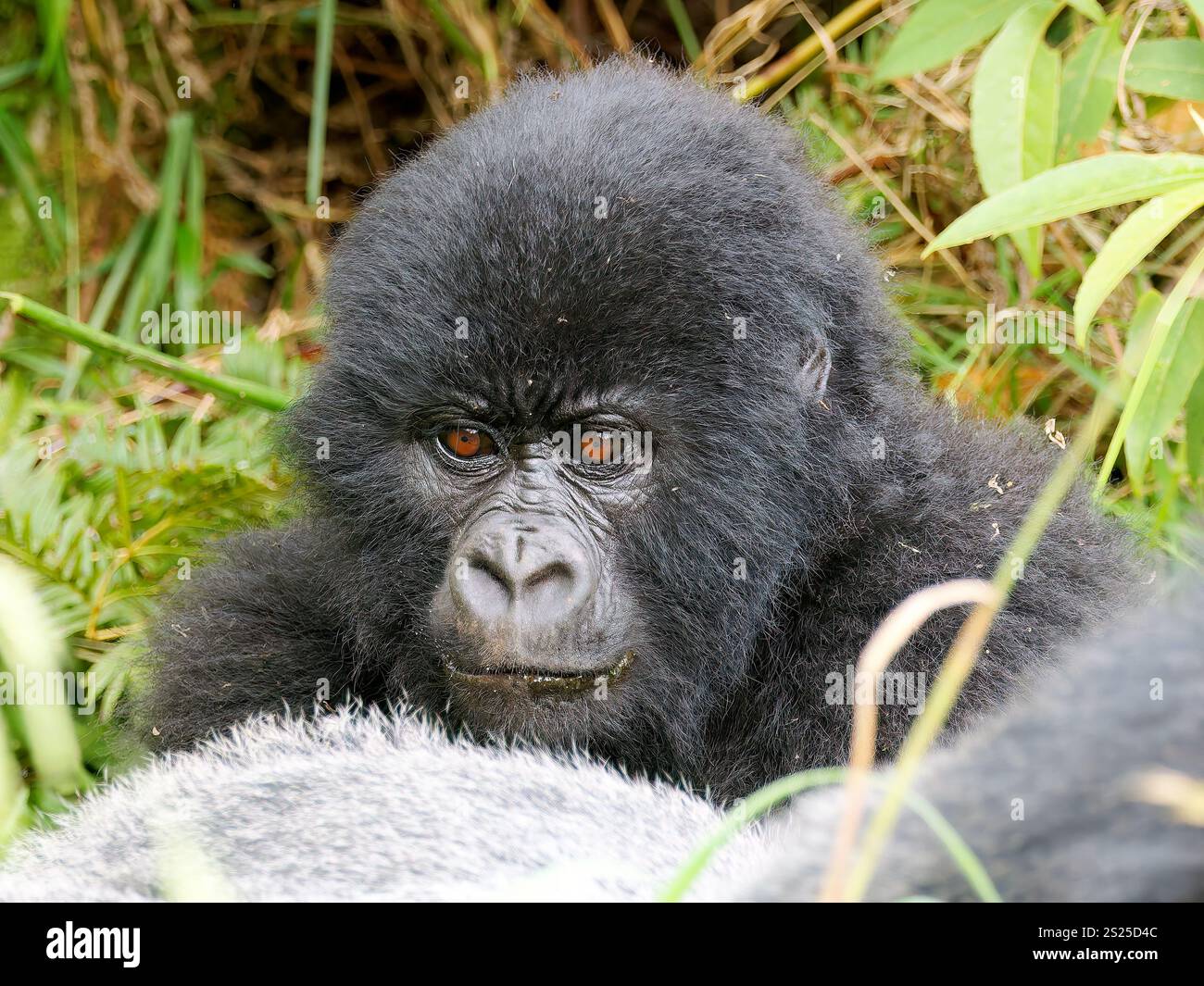 mountain gorilla, Berggorilla, Gorille des montagnes, Gorilla beringei