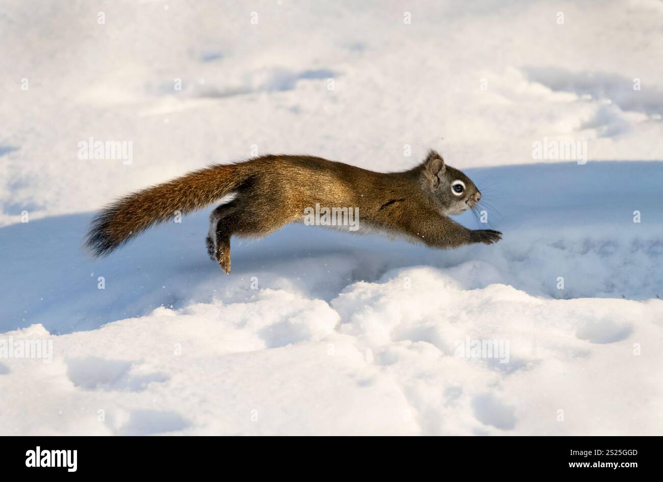 Wildlife winter hi-res stock photography and images - Alamy