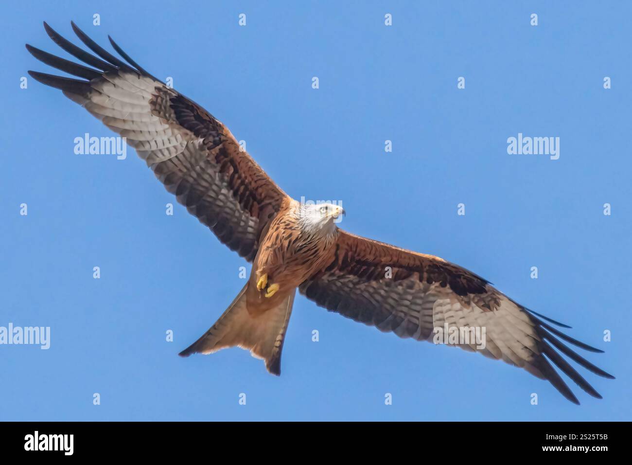 Flying Red Kite Stock Photo