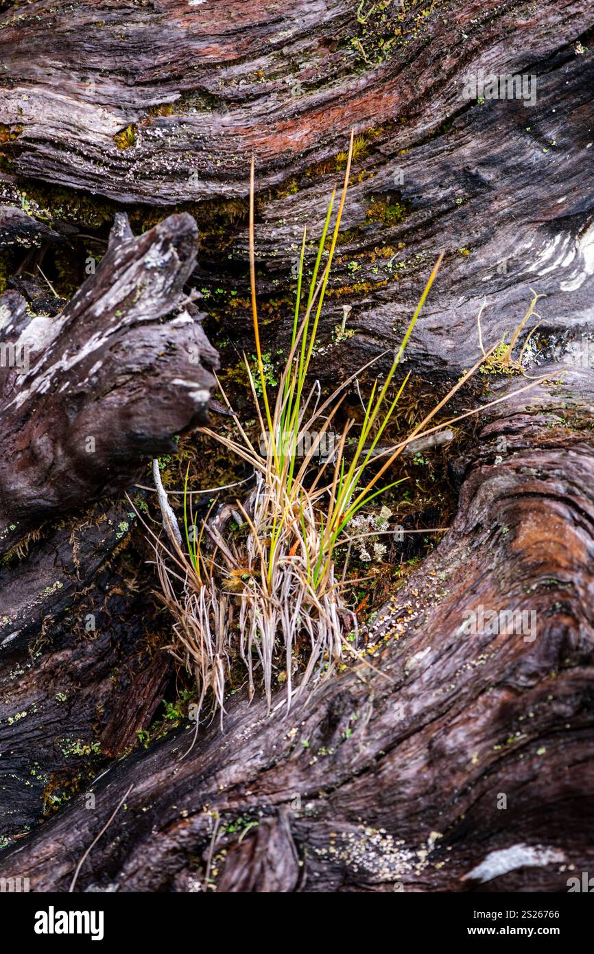A clump of grass grows from a hollow in a fallen log in the coastal ...
