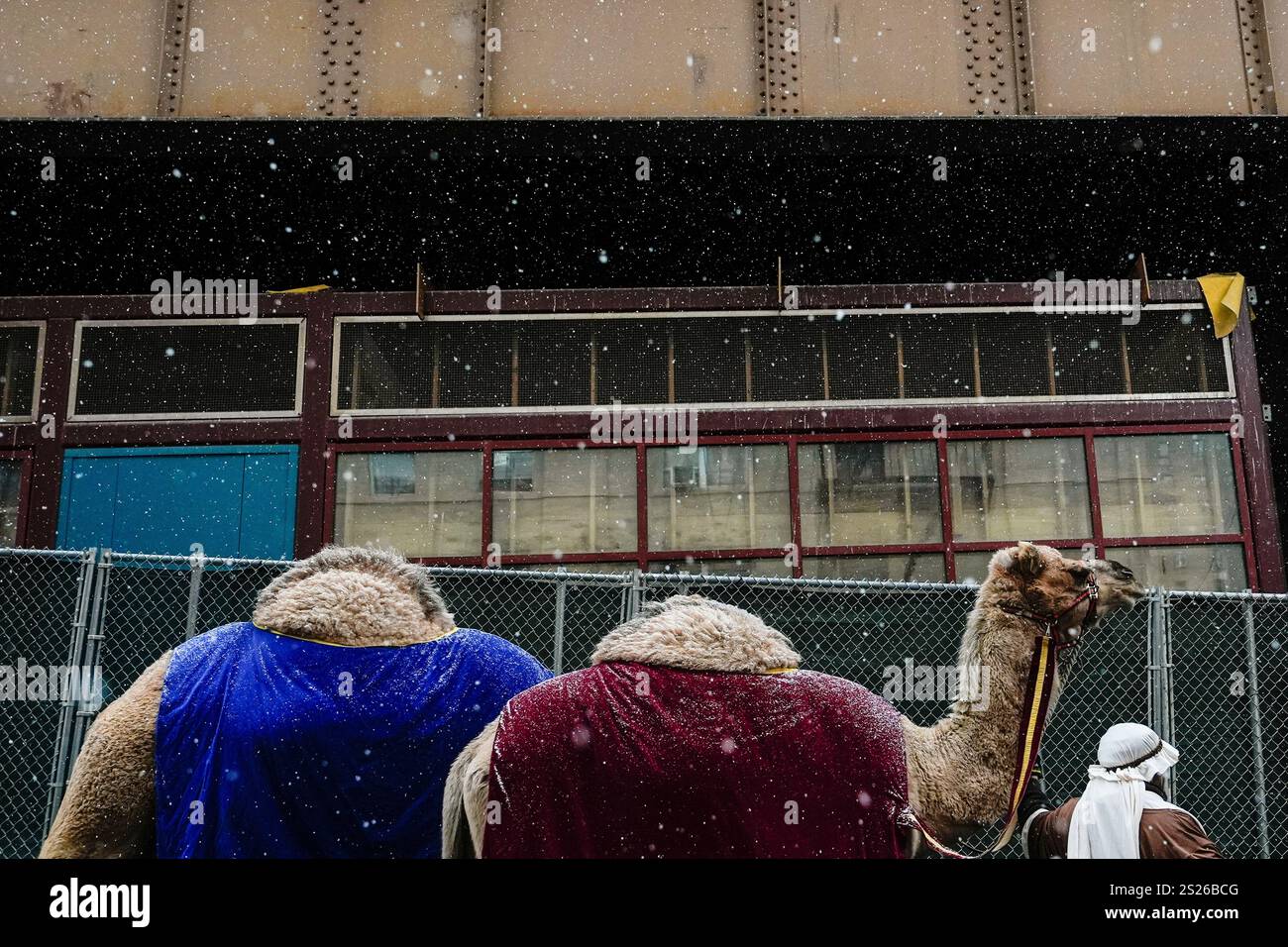 Camels walk through snow during El Museo del Barrio's 47th annual Three