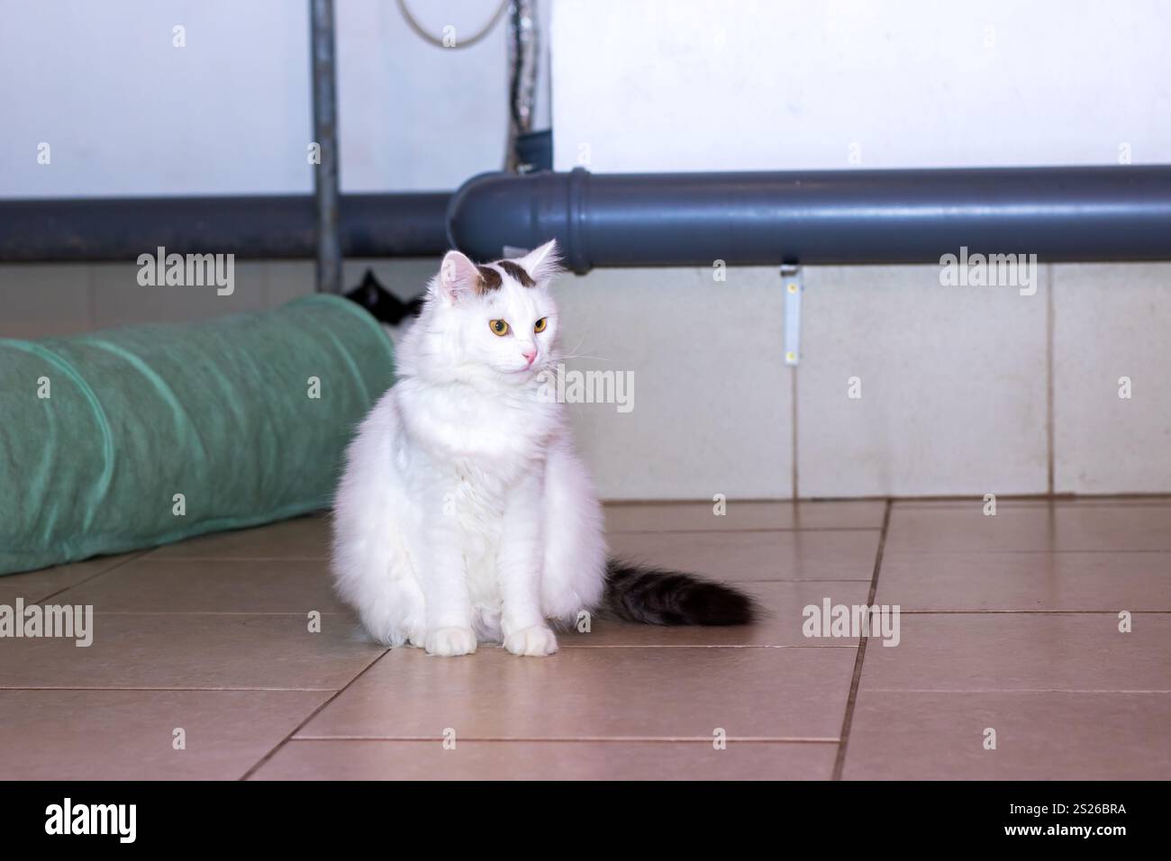 A fluffy white cat is comfortably sitting on a patterned tiled floor ...