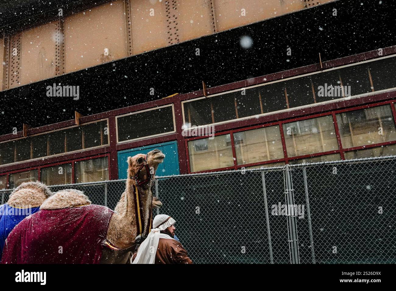 Camels walk through snow during El Museo del Barrio's 47th annual Three