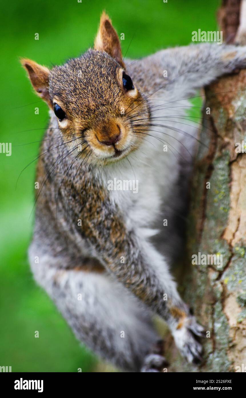 Confident squirrel looking straight into camera posed on a tree, Tottenham Green, London. Stock Photo