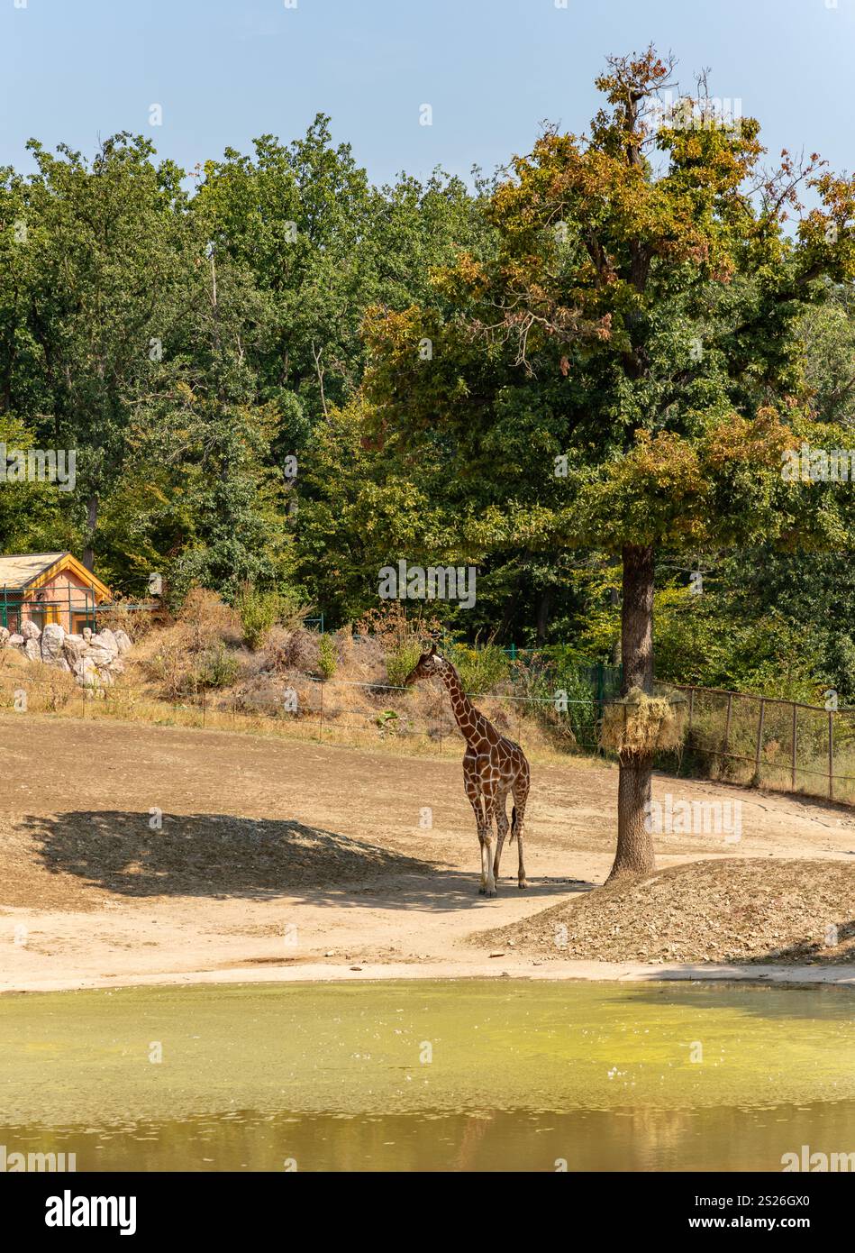Trees with a giraffe hi-res stock photography and images - Page 7 - Alamy, image size:949x1390